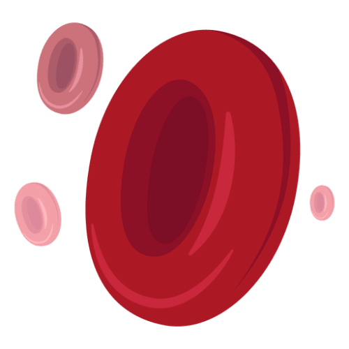 red blood cells